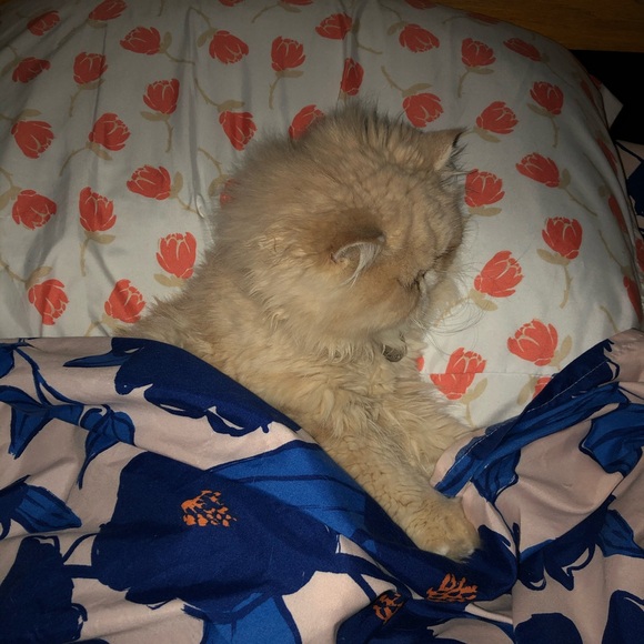 Meet your Posher, Liz - Picture 2 of 4